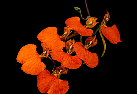Comparettia speciosa