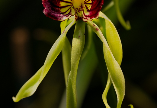 Prosthechea cochleata