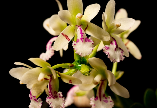  Phalaenopsis japonica