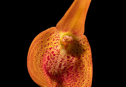 Masdevallia princeps