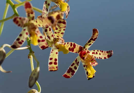 DSC 9204-Modifier-23