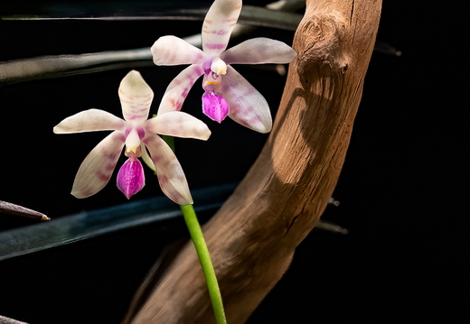 DSC 9211-Modifier-Modifier-24