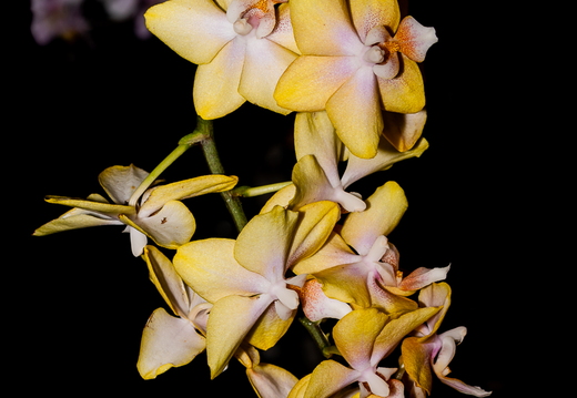 DSC 9224-1