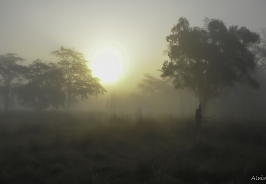 Népal, parc national de Bardia
